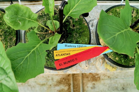 Gerbera plant Atlanta Madeira El Mundo